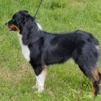 Maschio Australian shepherd/Pastore australiano