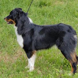 Maschio Australian shepherd/Pastore australiano