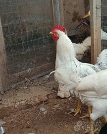 Galli giovani Livornese e Ovaiola