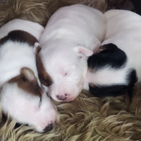 Jack Russell zampa corta