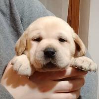 Cuccioli gialli di Labrador con Pedigree