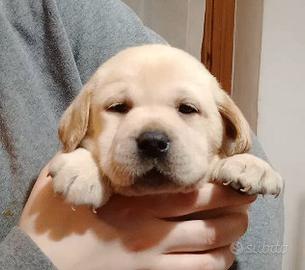 Cuccioli gialli di Labrador con Pedigree