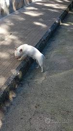 Chihuahua maschio