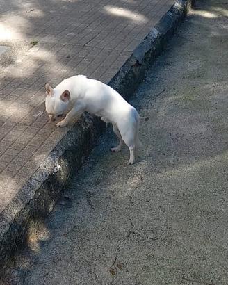Chihuahua maschio