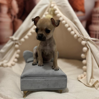 Cucciola chihuahua Mini toy femmina Beige