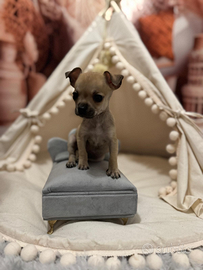 Cucciola chihuahua Mini toy femmina Beige