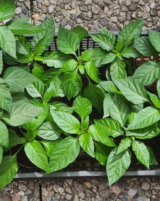 Piantine di Peperoncino