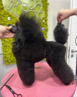 Barbone Nero Nano per Monta (Campione Italiano)