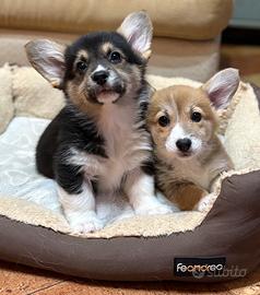 Cuccioli di welsh corgi pembroke