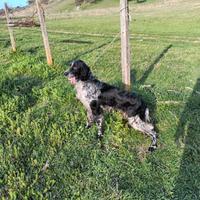 Setter inglese