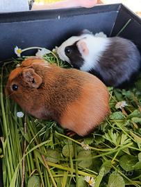 Cuccioli Porcellini d'india / cavie peruviane