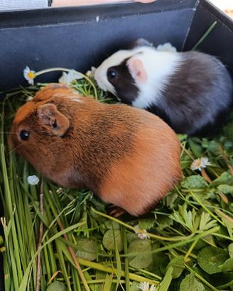 Cuccioli Porcellini d'india / cavie peruviane