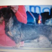 Bassotto standard pelo duro