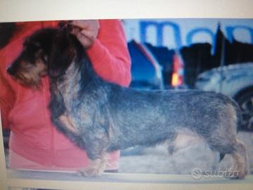 Bassotto standard pelo duro