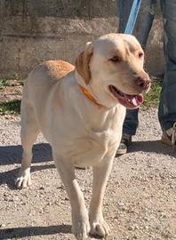 Labrador retriver con Pedigree ENCI