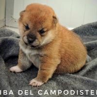 SHIBA INU dolce cucciolo maschio con pedigree ENCI