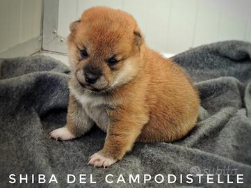 SHIBA INU dolce cucciolo maschio con pedigree ENCI
