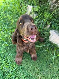 Cocker cioccolato