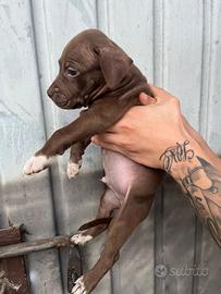 Cuccioli pitbull