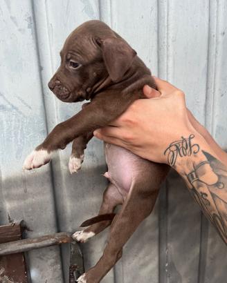 Cuccioli pitbull