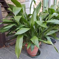 Piante di Aspidistra