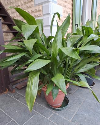 Piante di Aspidistra