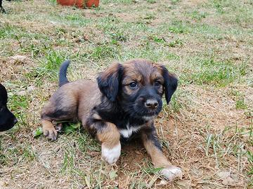 Cuccioli di cane