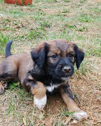 Cuccioli di cane