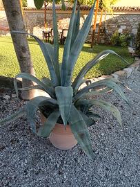 pianta agave in vaso terracotta 