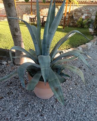 pianta agave in vaso terracotta 