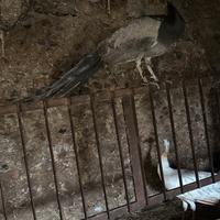 Pavone maschio grigio