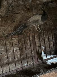 Pavone maschio grigio