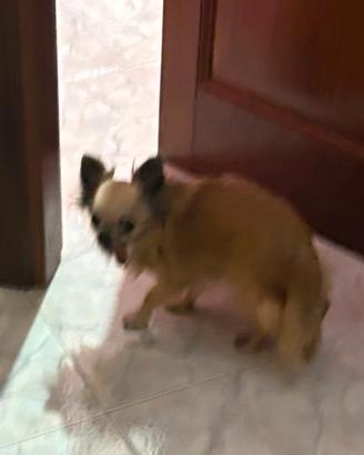 Cane inccannato