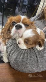 Cavalier King cucciolata in arrivo a luglio