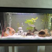 Acquario