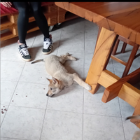 Cucciole di cane lupo cecoslovacco