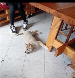 Cucciole di cane lupo cecoslovacco