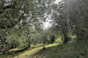 Rif.AA-T32| terreno agricolo follonica
