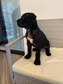 Cuccioli cane corso di prima scelta