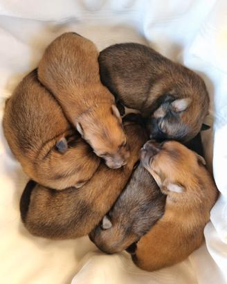 Cuccioli volpino italiano rosso