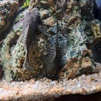 Ancistrus dolicopterus