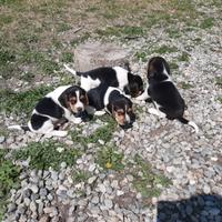 Beagle tricolore maschietti