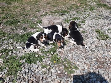 Beagle tricolore maschietti