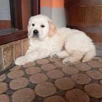 Cuccioli Golden retriever