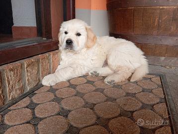 Cuccioli Golden retriever