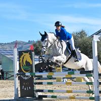 Cavallo da salto ostacoli categorie brevetto