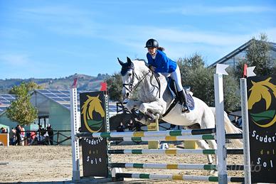 Cavallo da salto ostacoli categorie brevetto