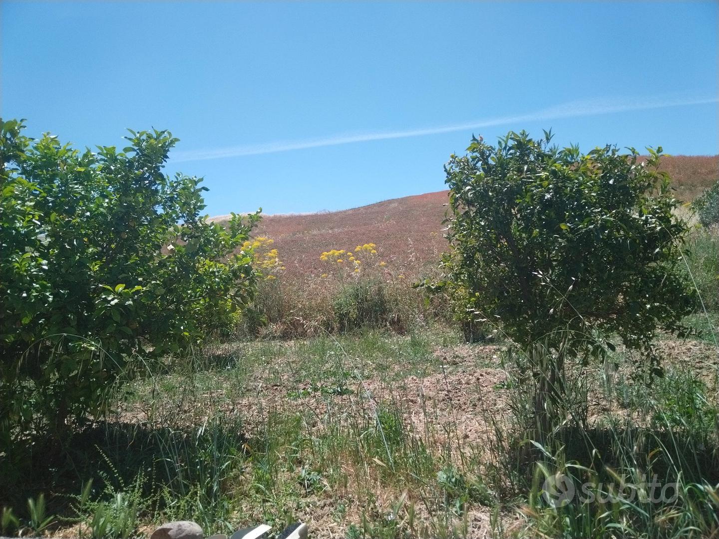 Terreno uliveto seminativo con casa - Vista 3