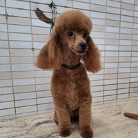 Barbone toy Fulvo con pedigree Enci