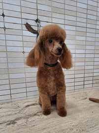 Barbone toy Fulvo con pedigree Enci